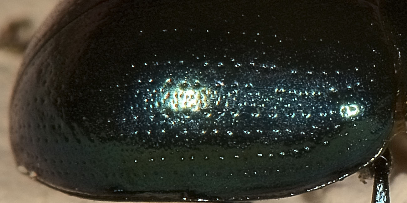 Chrysolina da id.